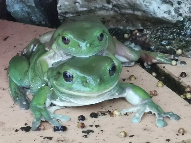 Native animal or frog photograph from the Mt Pinbarren Nature Retreat gallery, dated 08 January 2022, 5:49 am.