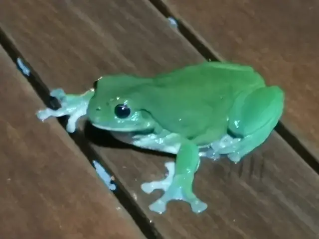 Native animal or frog photograph from the Mt Pinbarren Nature Retreat gallery, dated 08 January 2022, 8:05 pm.