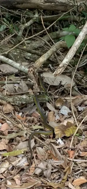 Native animal or frog photograph from the Mt Pinbarren Nature Retreat gallery; gallery image 5180.