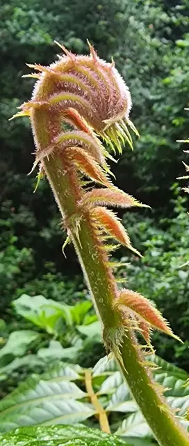 Mt Pinbarren landscape photograph from the Mt Pinbarren Nature Retreat gallery, dated 24 April 2022, 9:21 am.