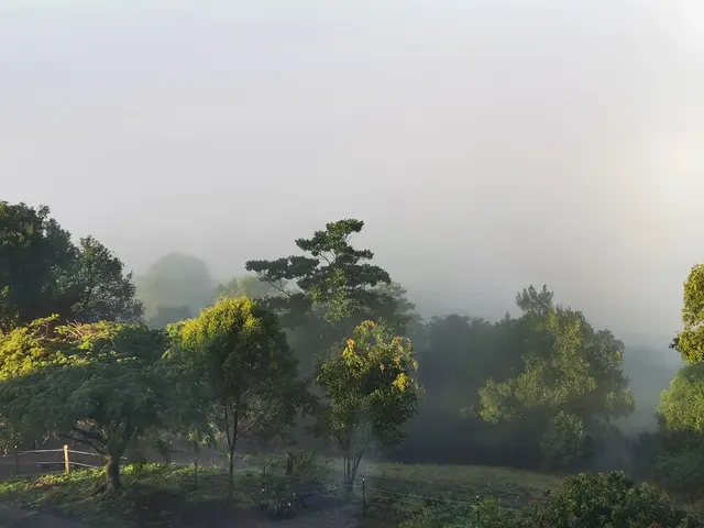 Mt Pinbarren landscape photograph from the Mt Pinbarren Nature Retreat gallery, dated 11 July 2020, 7:31 am.