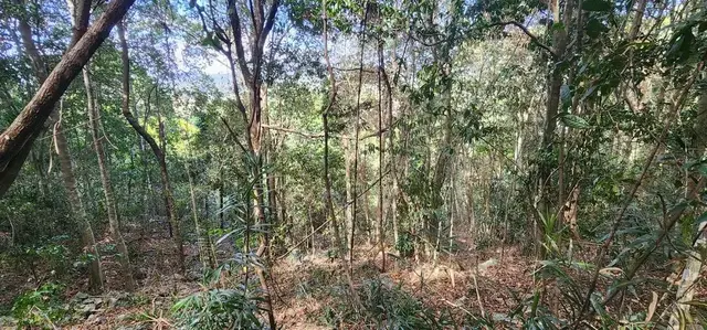 Rainforest or geology photograph from the Mt Pinbarren Nature Retreat gallery, dated 01 October 2023, 9:59 am.