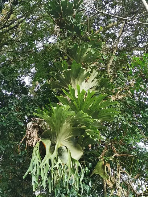 Rainforest or geology photograph from the Mt Pinbarren Nature Retreat gallery, dated 29 September 2019, 5:22 pm.