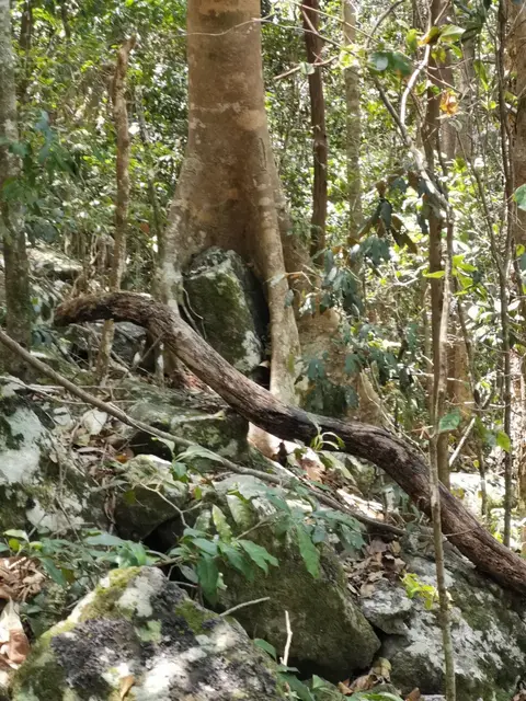 Rainforest or geology photograph from the Mt Pinbarren Nature Retreat gallery, dated 17 November 2019, 11:00 am.