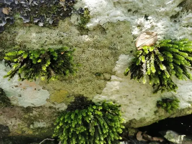 Rainforest or geology photograph from the Mt Pinbarren Nature Retreat gallery, dated 17 November 2019, 11:07 am.