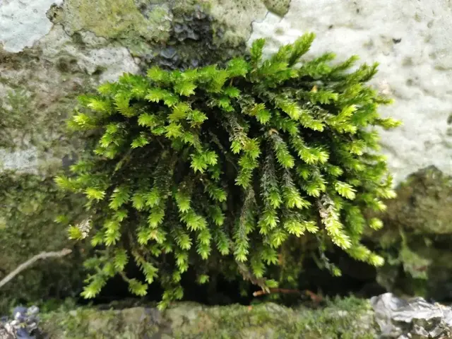 Rainforest or geology photograph from the Mt Pinbarren Nature Retreat gallery, dated 17 November 2019, 11:08 am.