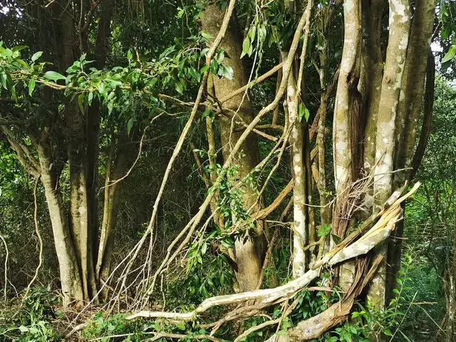 Rainforest or geology photograph from the Mt Pinbarren Nature Retreat gallery, dated 02 April 2020, 7:53 am.