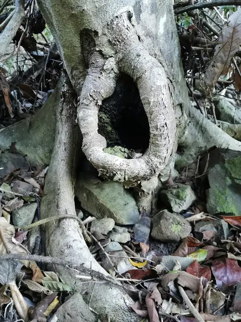 Rainforest or geology photograph from the Mt Pinbarren Nature Retreat gallery, dated 22 April 2020, 8:09 am.
