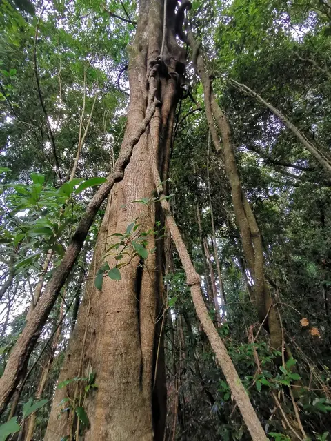 Rainforest or geology photograph from the Mt Pinbarren Nature Retreat gallery, dated 13 May 2020, 7:27 am.