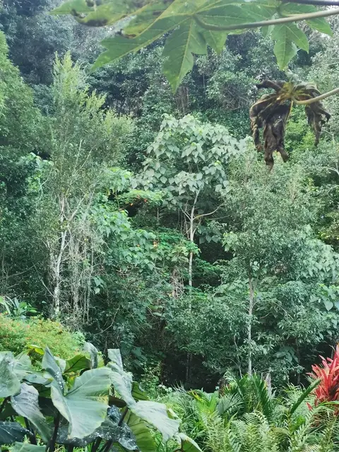 Rainforest or geology photograph from the Mt Pinbarren Nature Retreat gallery, dated 21 June 2020, 4:28 pm.