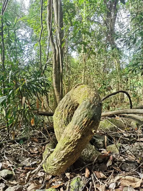 Rainforest or geology photograph from the Mt Pinbarren Nature Retreat gallery, dated 30 June 2020, 8:44 am.