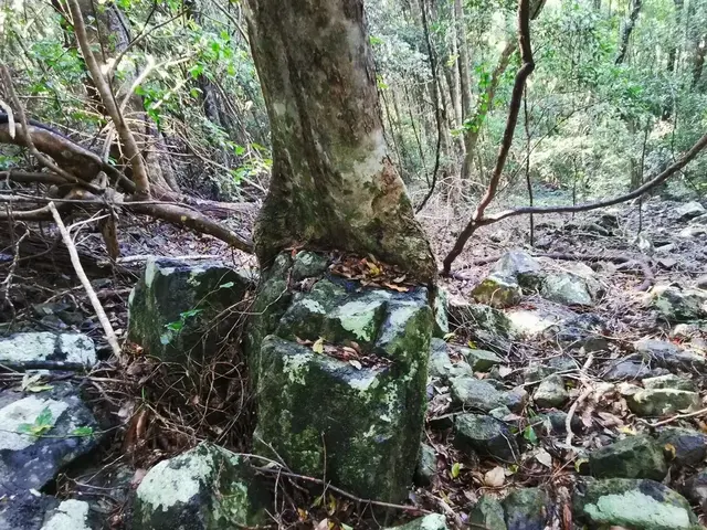 Rainforest or geology photograph from the Mt Pinbarren Nature Retreat gallery, dated 16 September 2020, 7:54 am.