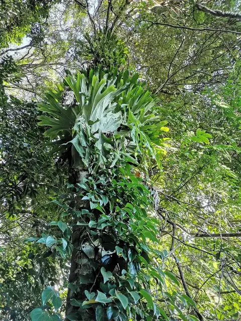 Rainforest or geology photograph from the Mt Pinbarren Nature Retreat gallery, dated 16 September 2020, 8:11 am.