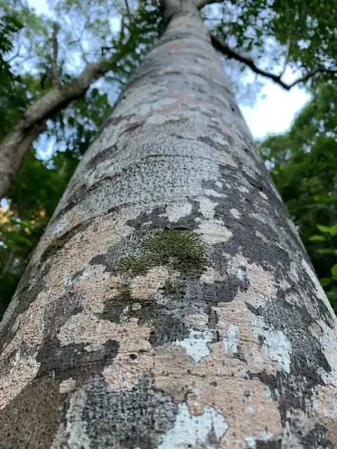 Rainforest or geology photograph from the Mt Pinbarren Nature Retreat gallery; gallery image 3637.