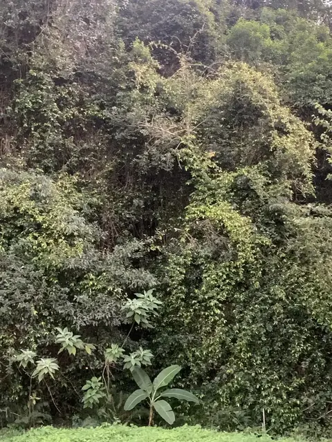 Rainforest or geology photograph from the Mt Pinbarren Nature Retreat gallery; gallery image 7654.