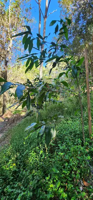 Land regeneration photograph from the Mt Pinbarren Nature Retreat gallery, dated 27 September 2023, 9:23 am.