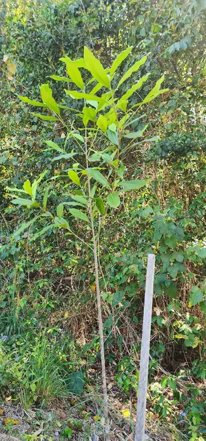 Land regeneration photograph from the Mt Pinbarren Nature Retreat gallery, dated 27 September 2023, 9:33 am.