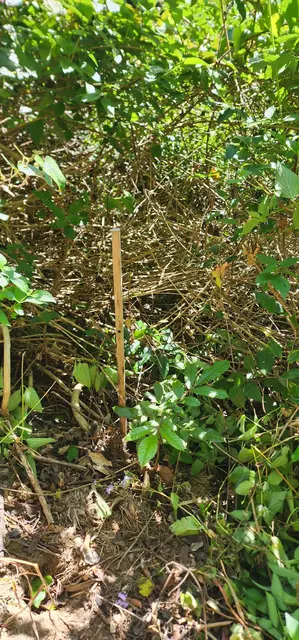 Land regeneration photograph from the Mt Pinbarren Nature Retreat gallery, dated 27 September 2023, 9:38 am.