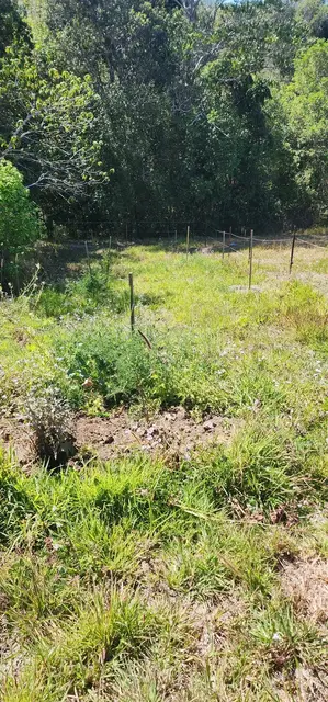Land regeneration photograph from the Mt Pinbarren Nature Retreat gallery, dated 27 September 2023, 9:41 am.