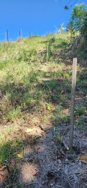 Land regeneration photograph from the Mt Pinbarren Nature Retreat gallery, dated 27 September 2023, 9:42 am.