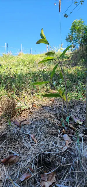 Land regeneration photograph from the Mt Pinbarren Nature Retreat gallery, dated 27 September 2023, 9:42 am.