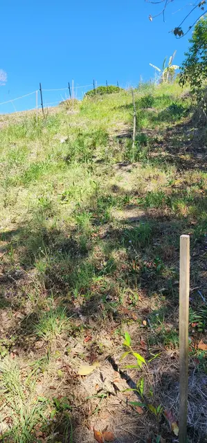 Land regeneration photograph from the Mt Pinbarren Nature Retreat gallery, dated 27 September 2023, 9:42 am.