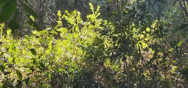 Land regeneration photograph from the Mt Pinbarren Nature Retreat gallery, dated 01 October 2023, 10:10 am.