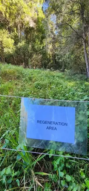 Land regeneration photograph from the Mt Pinbarren Nature Retreat gallery; gallery image 8502.
