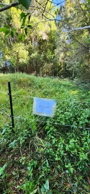 Land regeneration photograph from the Mt Pinbarren Nature Retreat gallery; gallery image 8505.
