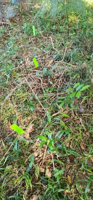 Land regeneration photograph from the Mt Pinbarren Nature Retreat gallery; gallery image 8510.