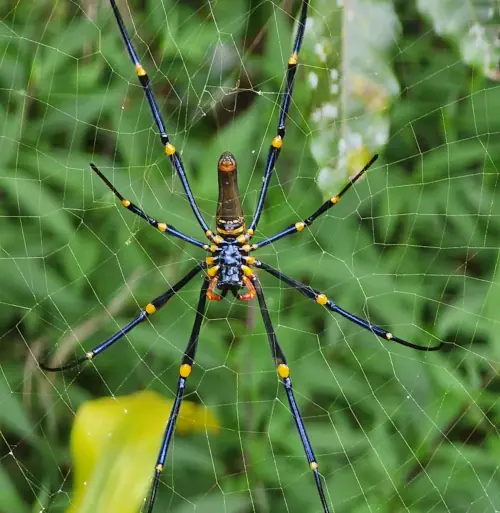 Close up of native spider, sitting peacfully in its web.