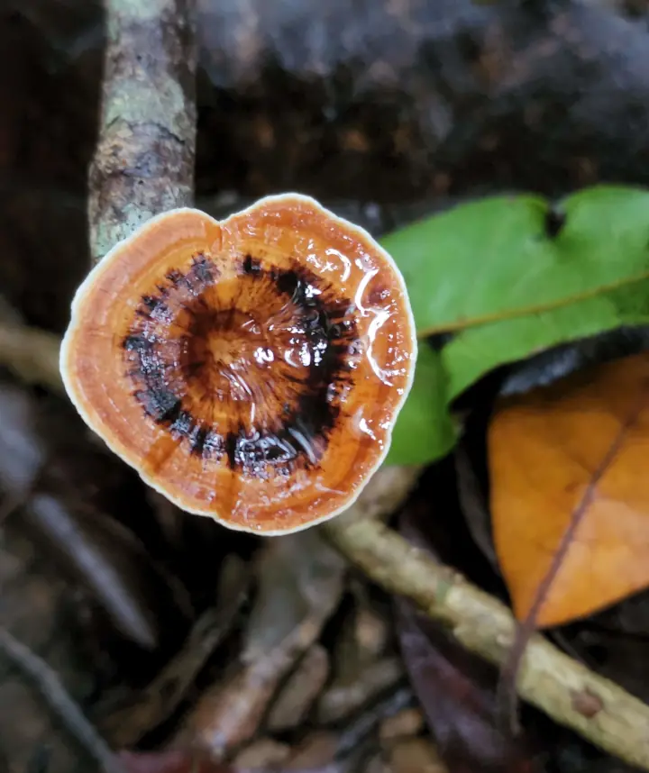 Close up of a naive fungi.